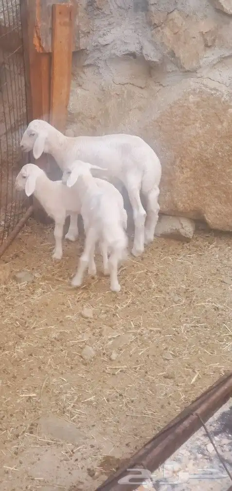 خلفات 2 تحتها 3 طليان المحاميد 4