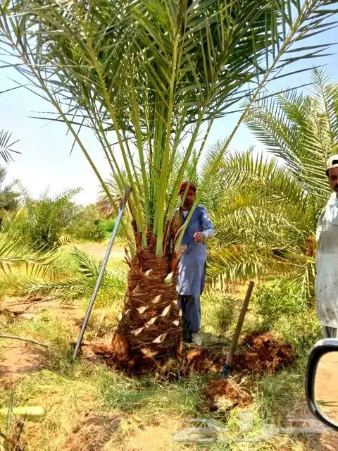 بيع نخل مثمر نخيل نقايل واشنطني اخلاص سكري برحي صقعي شيشي 0