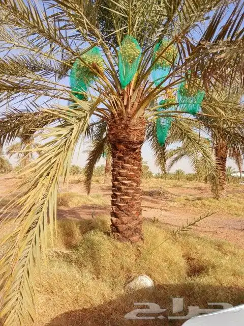 بيع نخل مثمر نخيل نقايل واشنطني اخلاص سكري برحي صقعي شيشي 1