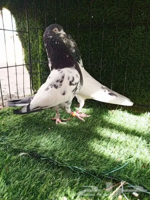 حمام باكستاني صحه و انتاج شرط 6