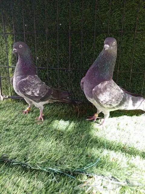 حمام باكستاني صحه و انتاج شرط 5