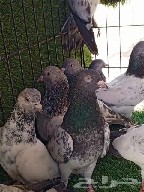 حمام باكستاني صحه و انتاج شرط 0