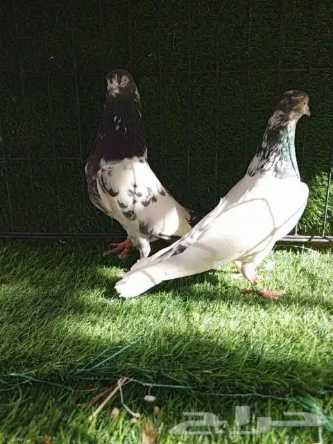 حمام باكستاني صحه و انتاج شرط 4