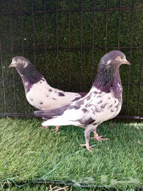 حمام باكستاني صحه و انتاج شرط 1