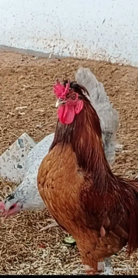 ديك ودجاجة للبيع 2