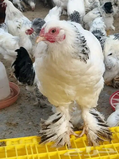 دجاج براهما كلومبي اصل الفواخر درجة اولى 1