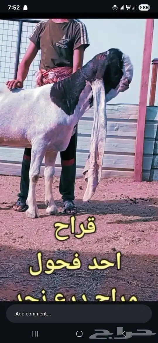 جفر حجازي خصم 2
