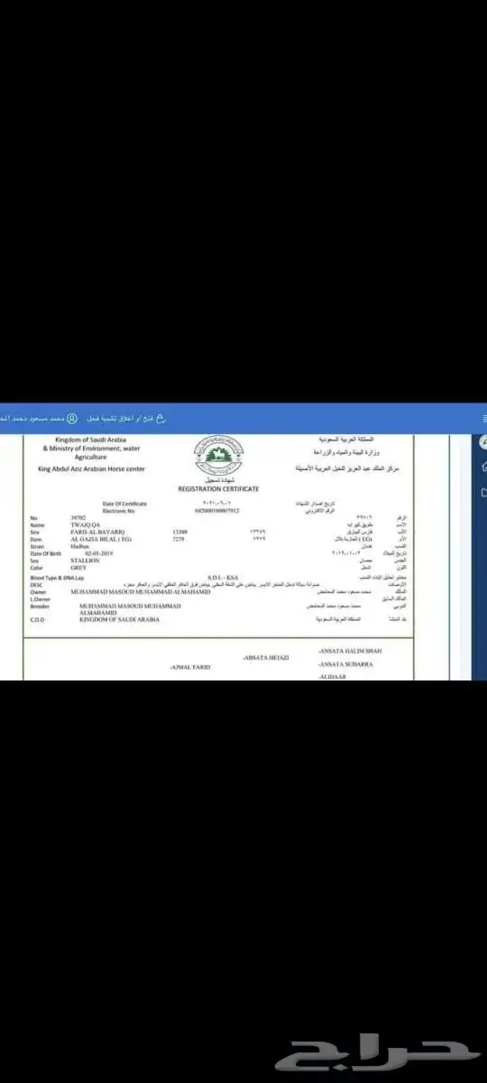 حصان عربي أصيل موضح فشهاده 1