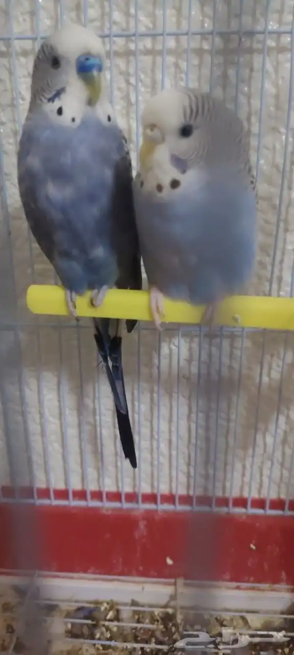 للبيع زوج بادجي 0