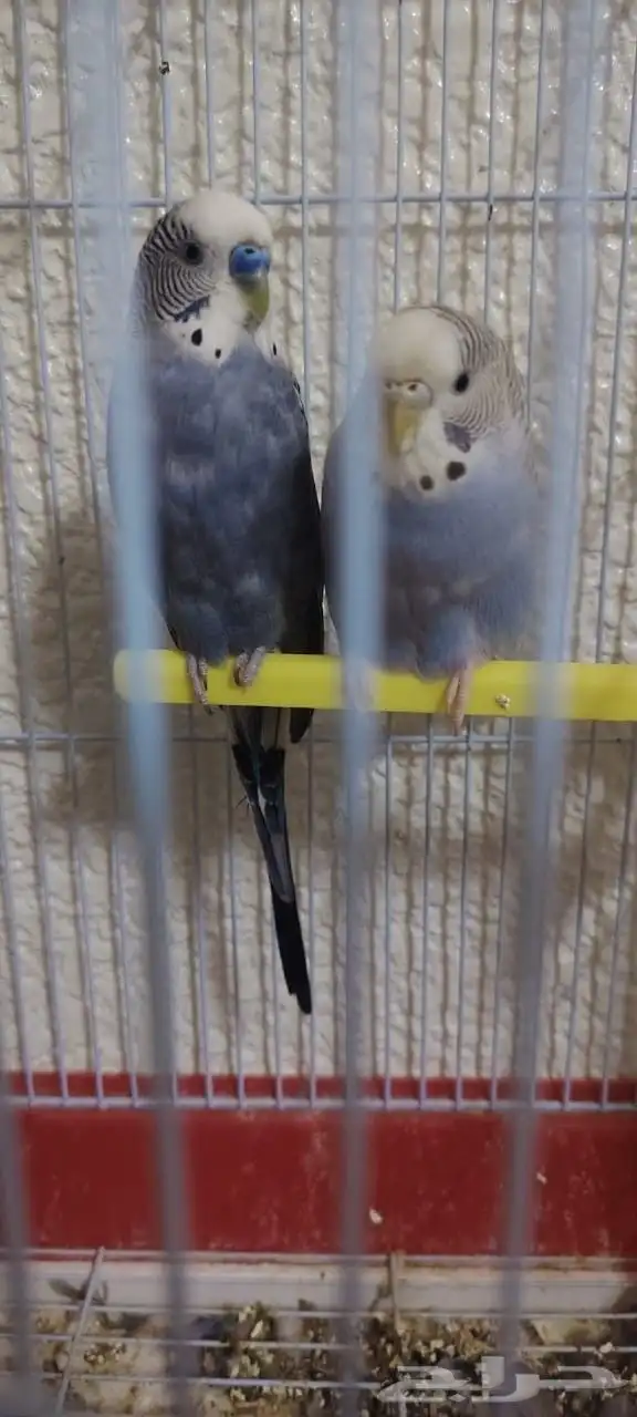 للبيع زوج بادجي 2