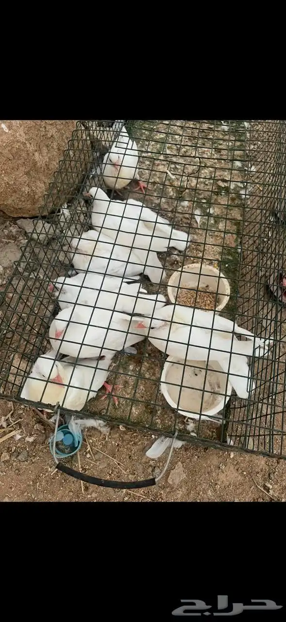 زغاليل فرنسي تربيه خاصة 7