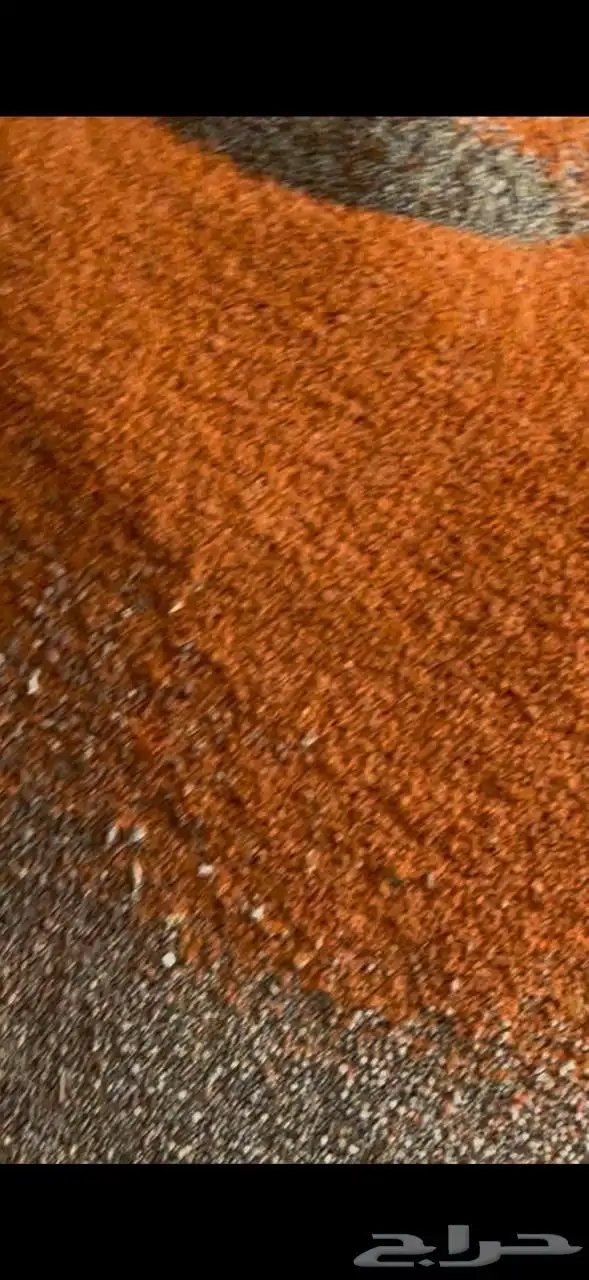 زغاليل فرنسي تربيه خاصة 8