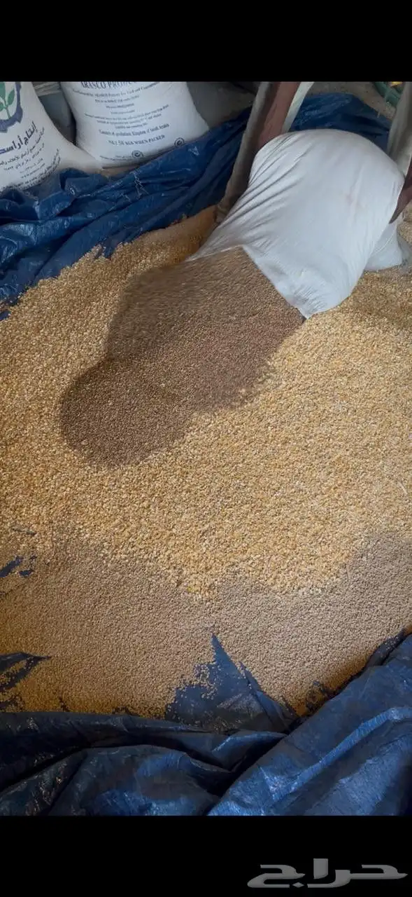 زغاليل فرنسي تربيه خاصة 2