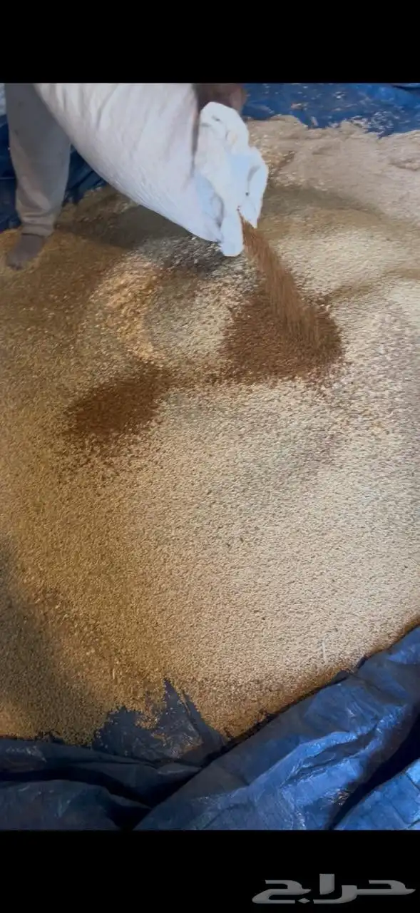 زغاليل فرنسي تربيه خاصة 6