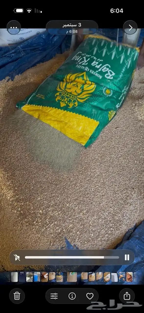 زغاليل فرنسي تربيه خاصة 5