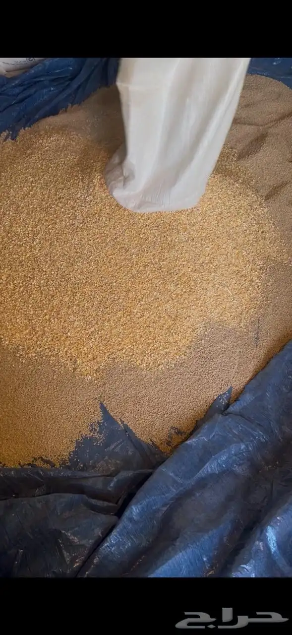 زغاليل فرنسي تربيه خاصة 3