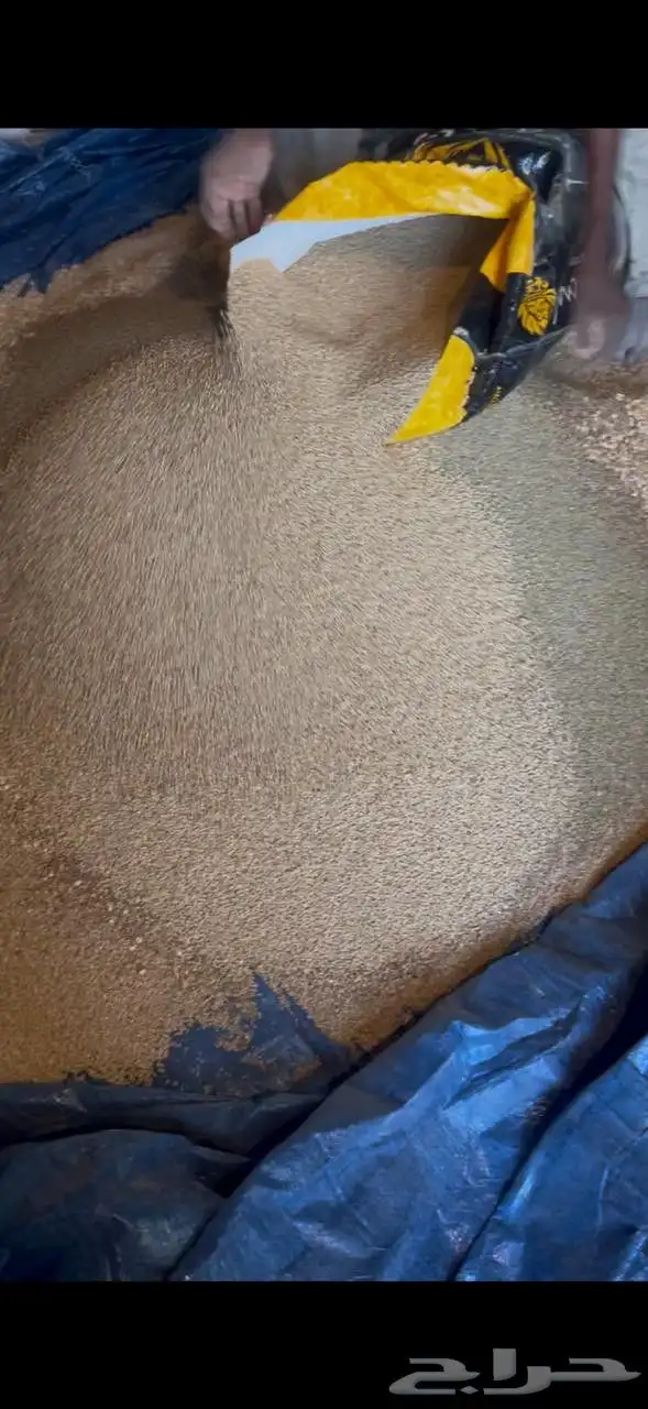 زغاليل فرنسي تربيه خاصة 4