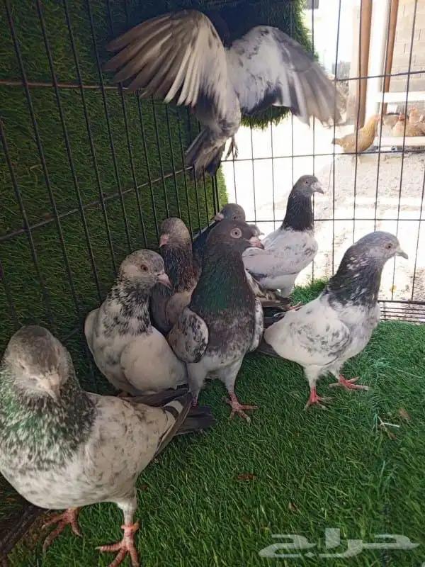 حمام باكستاني صحه و انتاج شرط 2