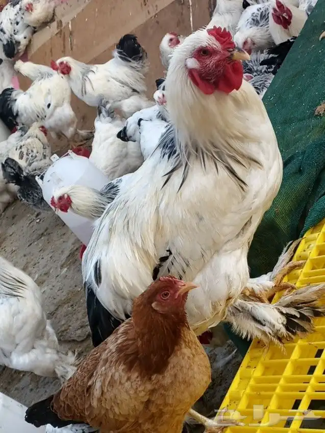 دجاج براهما كلومبي اصل الفواخر درجة اولى 0