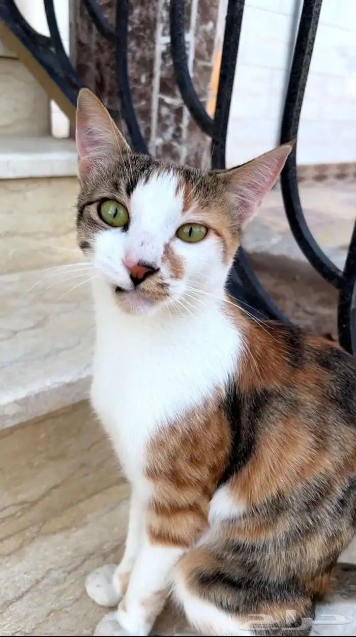 قطه مفقوده في الطايف - السيل الصغير - ذوي حجي - القهيب 0