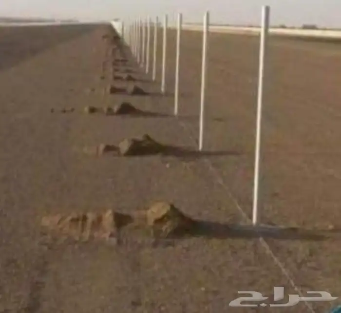 مقاول توريد وتركيب الشبوك الزراعية والسياجات الأمنية 5