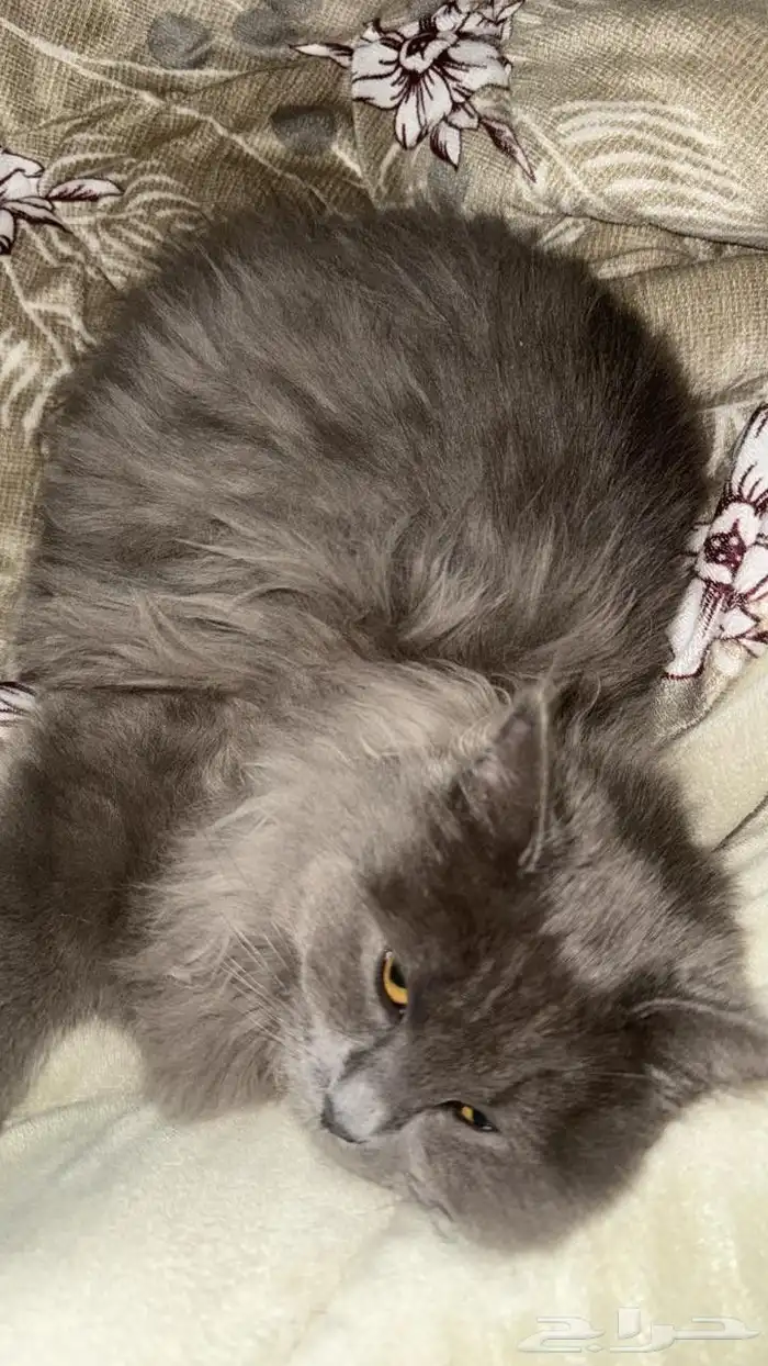قطه انثى للتبني 0