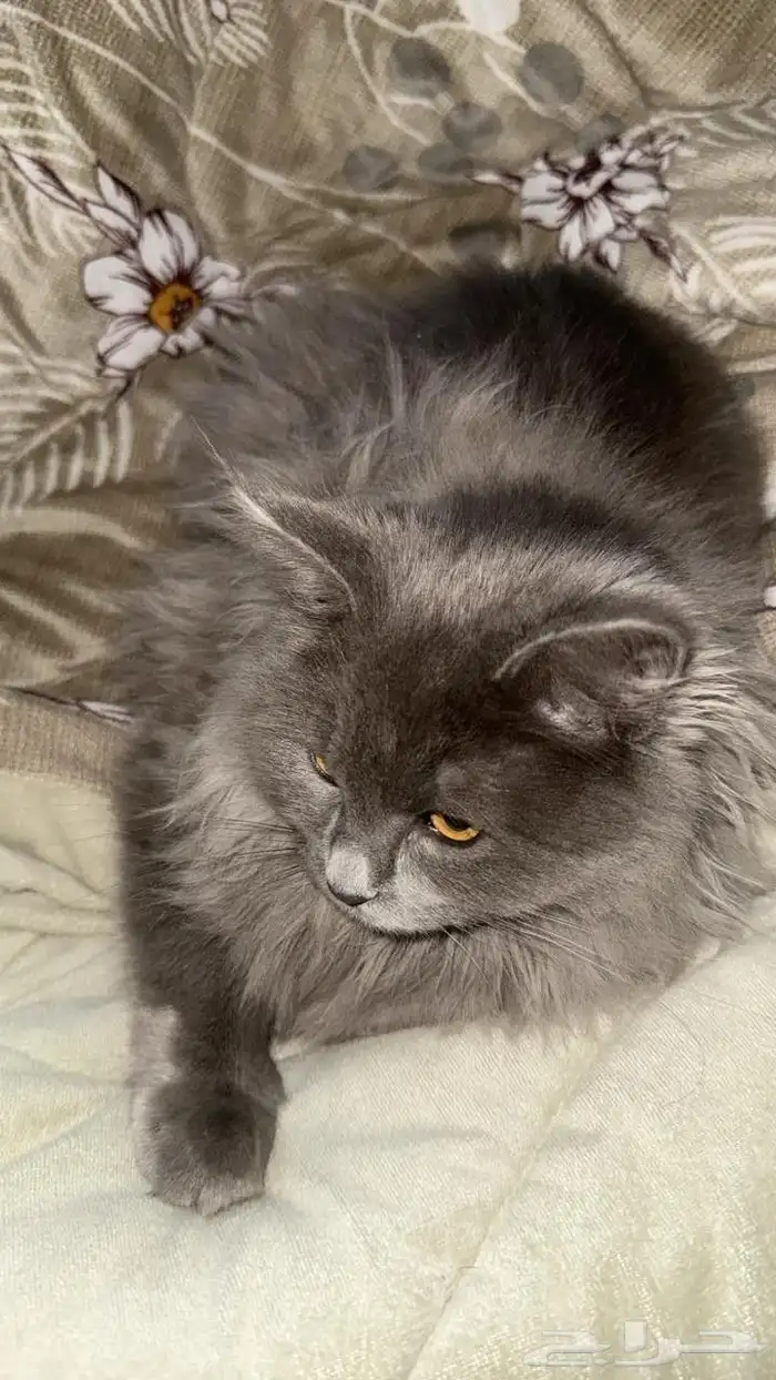 قطه انثى للتبني 1