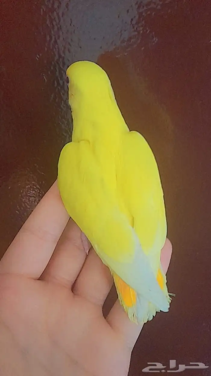 روز فروخ روز هدد 7