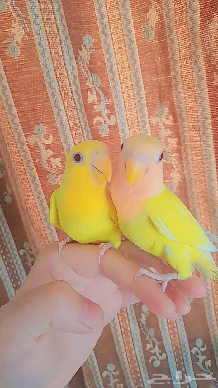 روز فروخ روز هدد 5