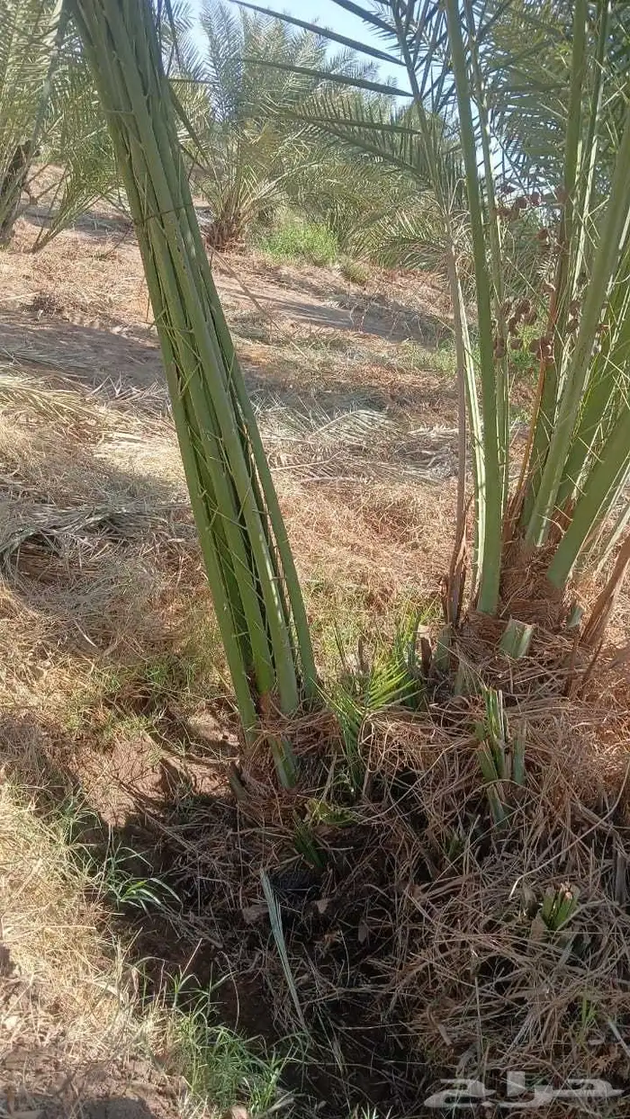 نخل للبيع متواجد في مكه اخلاص برحي سكري صقعي 6