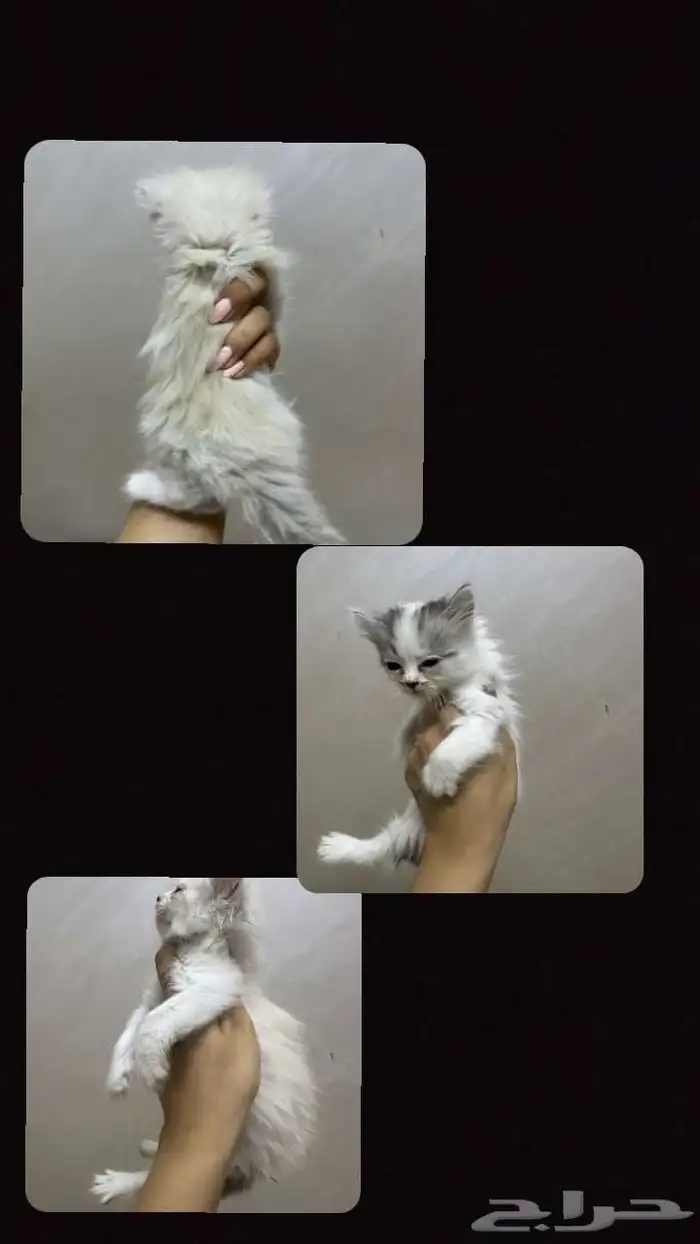 للبيع قطط كيتن 2