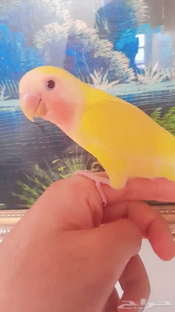 روز فروخ روز هدد 6