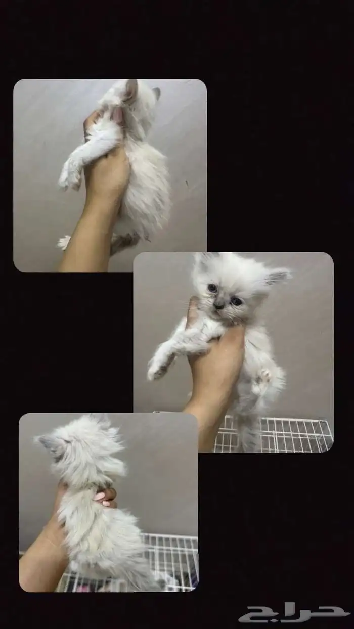 للبيع قطط كيتن 1