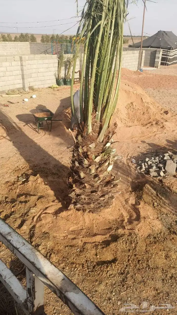 نخل للبيع منتج نخيل للبيع 0