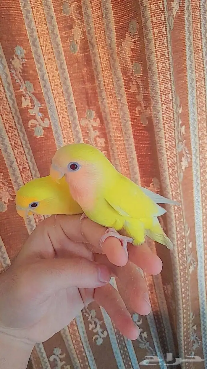 روز فروخ روز هدد 9