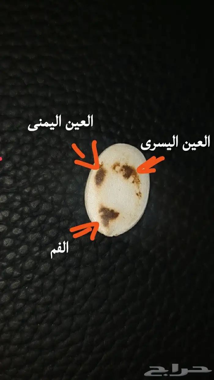 حب قرع مصور على شكل وجه أنسان و عين 1