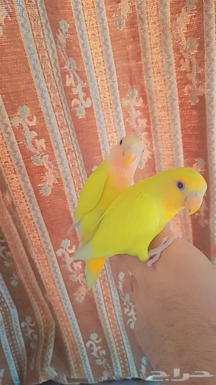 روز فروخ روز هدد 0