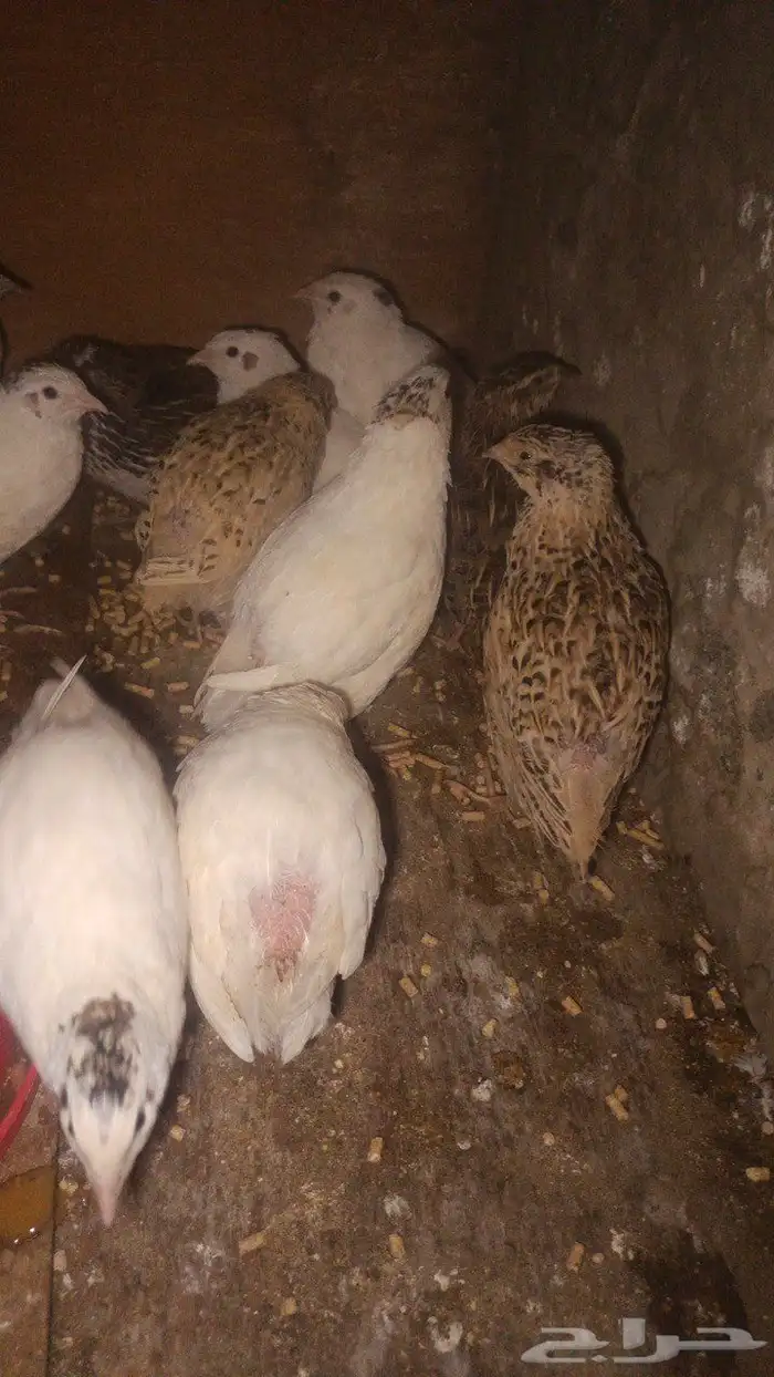 سمان للبيع العدد 13 0