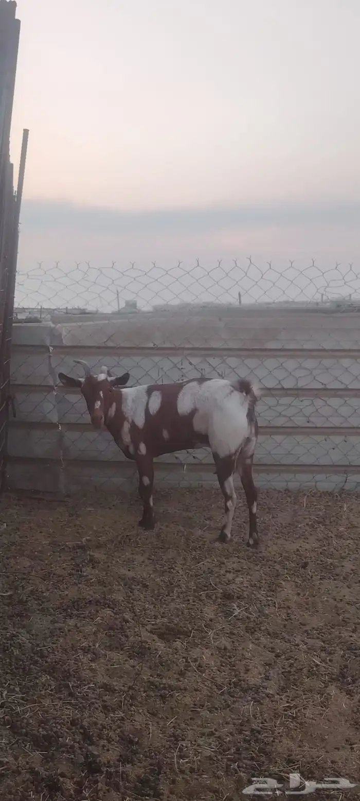 عنز محايلية 2