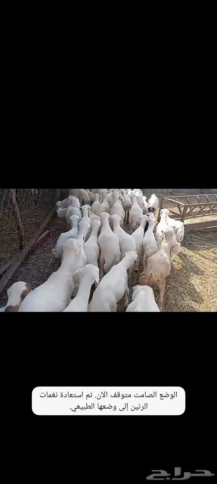 يوجد لدينا ضان والدات العدد 150 صحتها طيبه وسنها طيبه 0