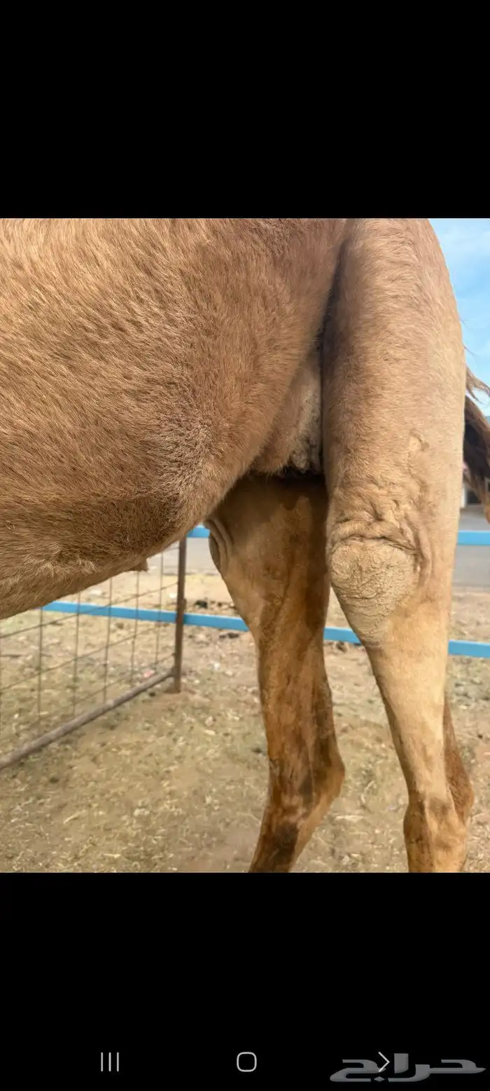 للبيع ناقه لقحه شعلا 3