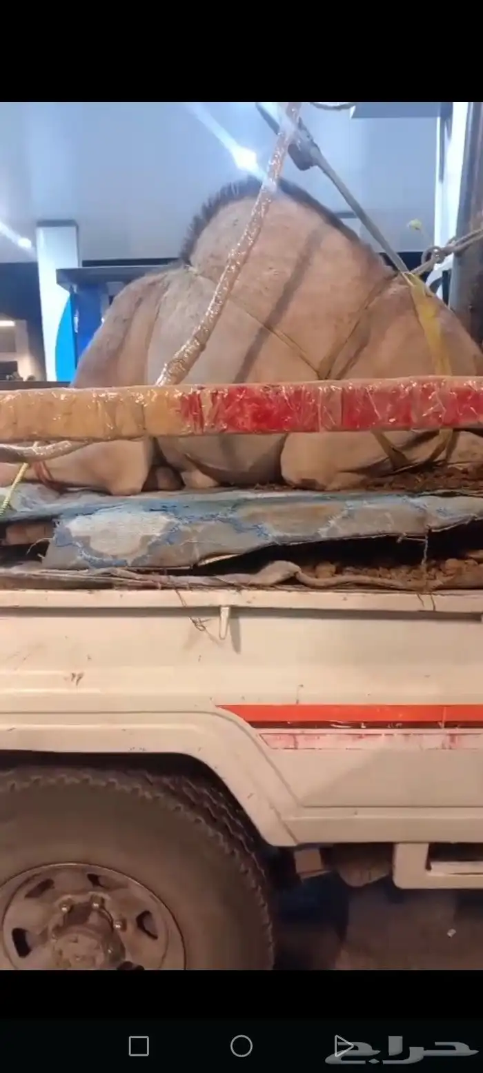 قعود فل الفل للبيع موقع نجران 0