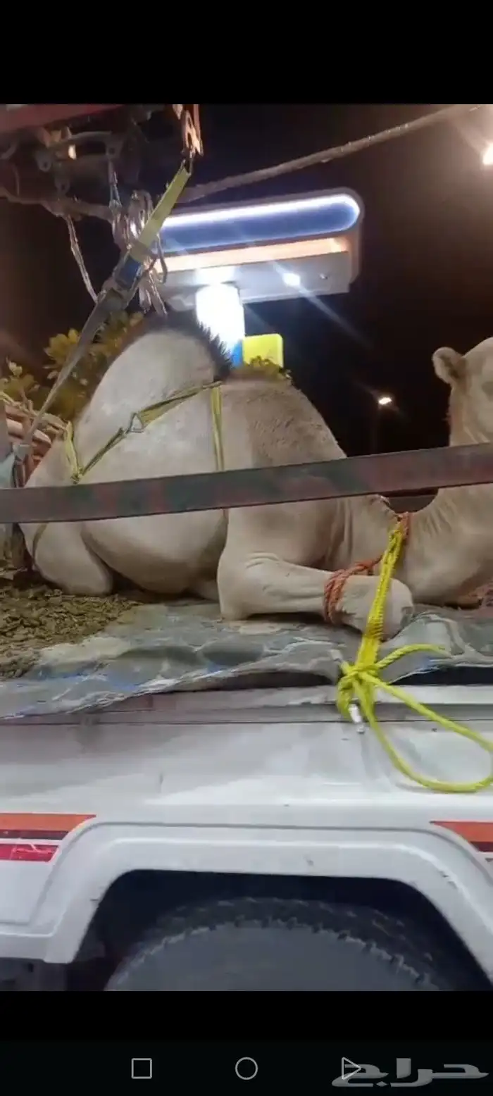 قعود فل الفل للبيع موقع نجران 2