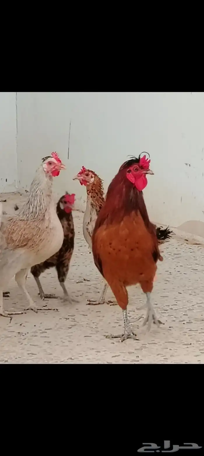 ديك ودجاجة للبيع 0