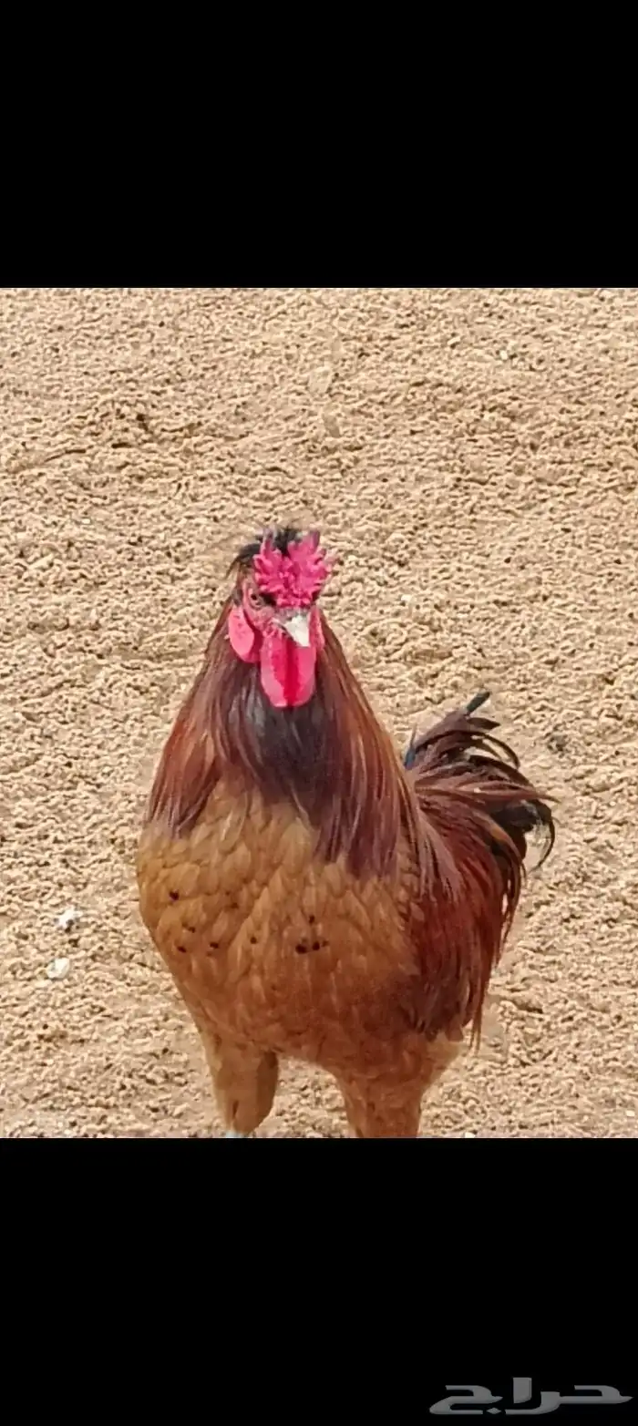 ديك ودجاجة للبيع 1