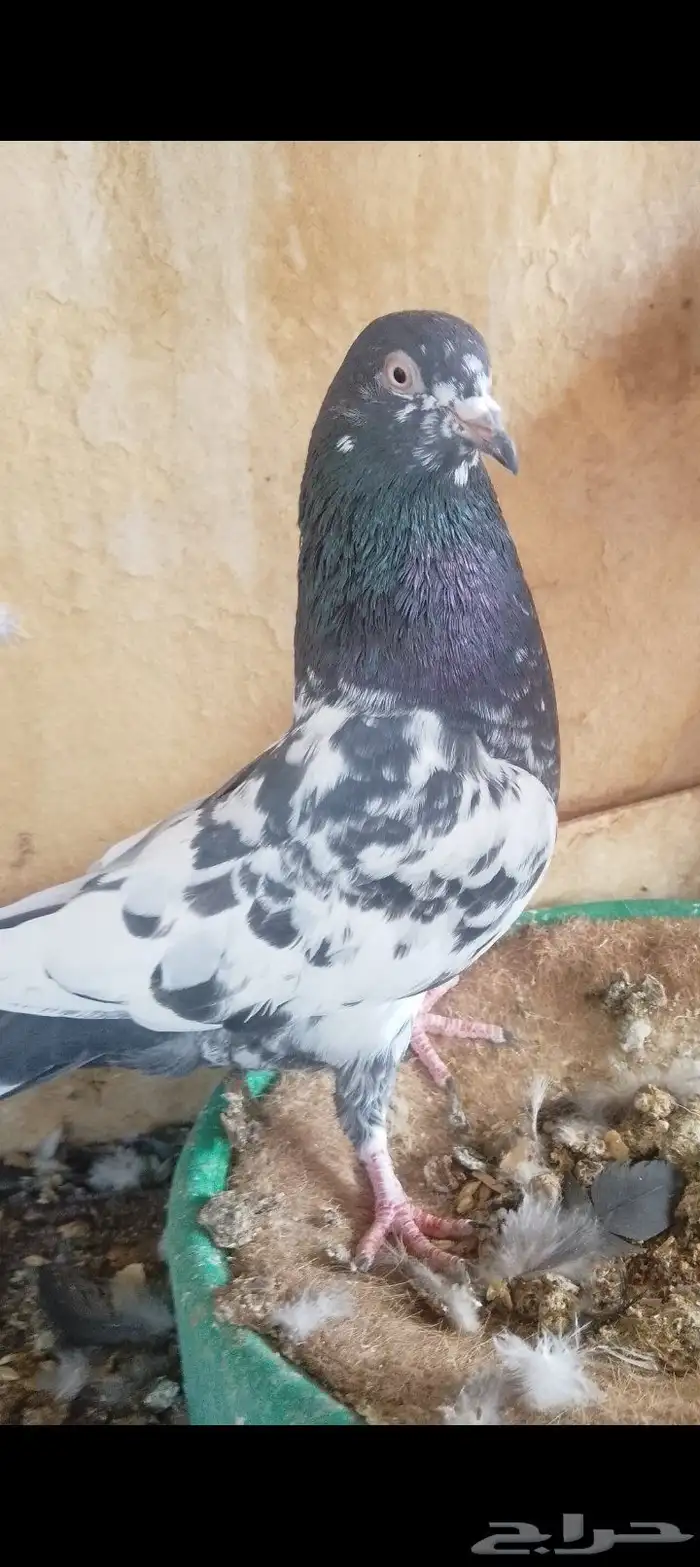 طيور باكستاني اخوان 0