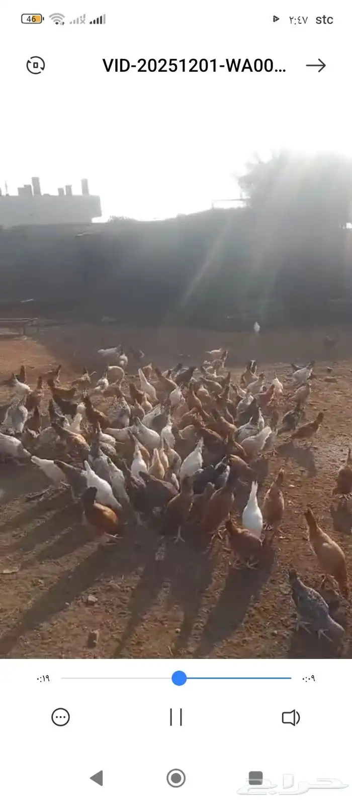 دجاج بلدي للبيع العاجل لا يسوم إلا صامل والبيع قريب بسم الله 0