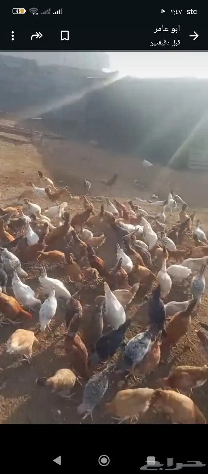 دجاج بلدي للبيع العاجل لا يسوم إلا صامل والبيع قريب بسم الله 2