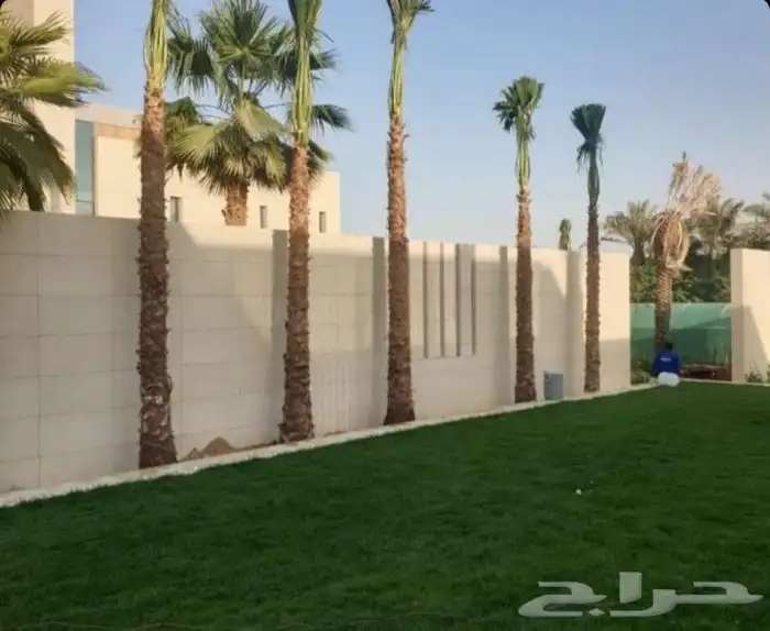 نخل للبيع واشنطنيا زينه 9