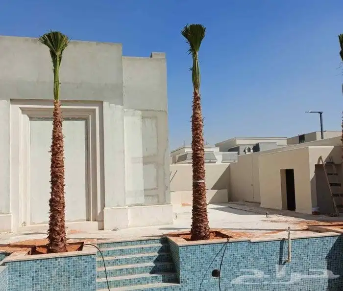 نخل للبيع واشنطنيا زينه 6